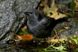 Common Grackle