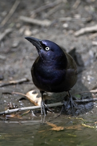 Common Grackle
