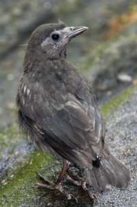 Common Grackle