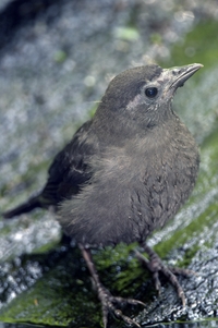 Common Grackle