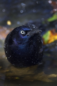 Common Grackle