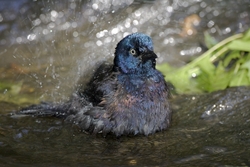 Common Grackle