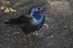 Common Grackle
