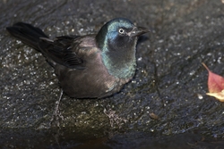 Common Grackle