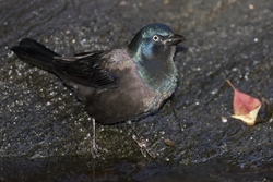 Common Grackle