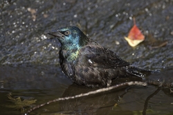 Common Grackle