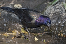 Common Grackle