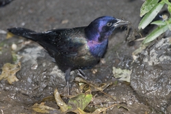 Common Grackle