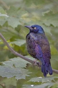 Common Grackle