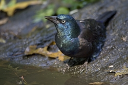 Common Grackle
