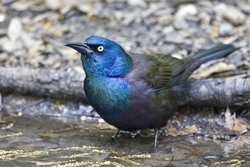 Common Grackle
