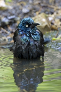 Common Grackle