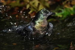 Common Grackle