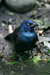 Common Grackle
