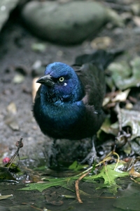 Common Grackle