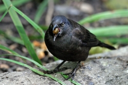 Common Grackle