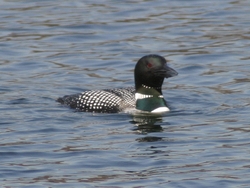 Common Loon