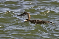 Common Loon