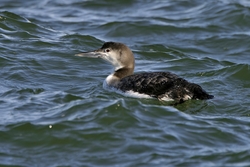 Common Loon