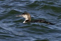 Common Loon