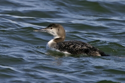 Common Loon