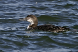 Common Loon