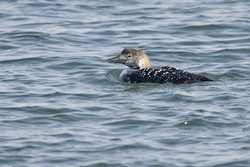 Common Loon
