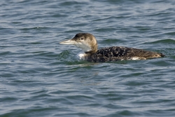 Common Loon