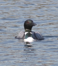 Common Loon