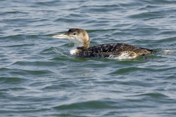 Common Loon
