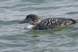 Common Loon