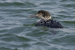 Common Loon