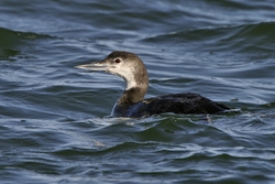 Common Loon