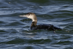 Common Loon