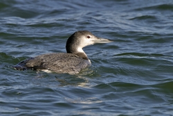 Common Loon
