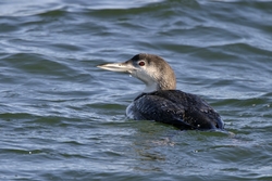Common Loon