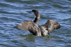 Common Loon