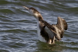 Common Loon