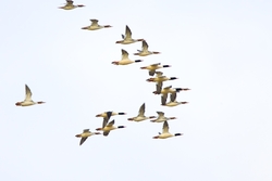 Common Merganser