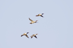 Common Merganser