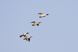 Common Merganser