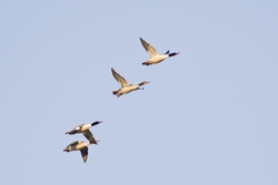 Common Merganser