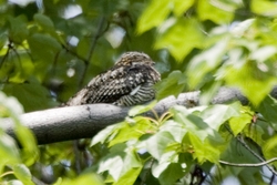 Common Nighthawk
