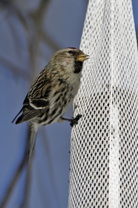 Common Redpoll
