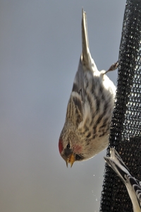 Common Redpoll