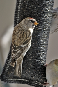 Common Redpoll