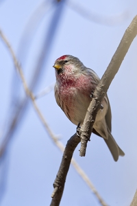 Common Redpoll