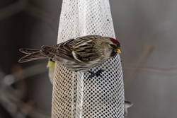 Common Redpoll