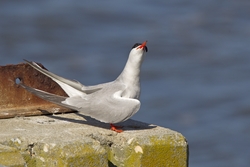 Common Tern