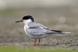 Common Tern
